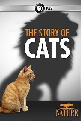 猫科动物的故事
