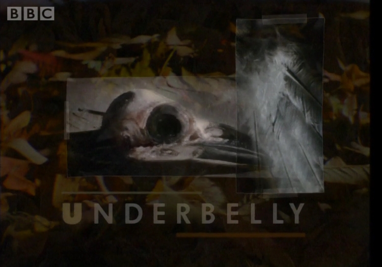 Underbelly