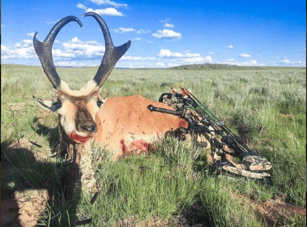 New Mexico Elk Hunts