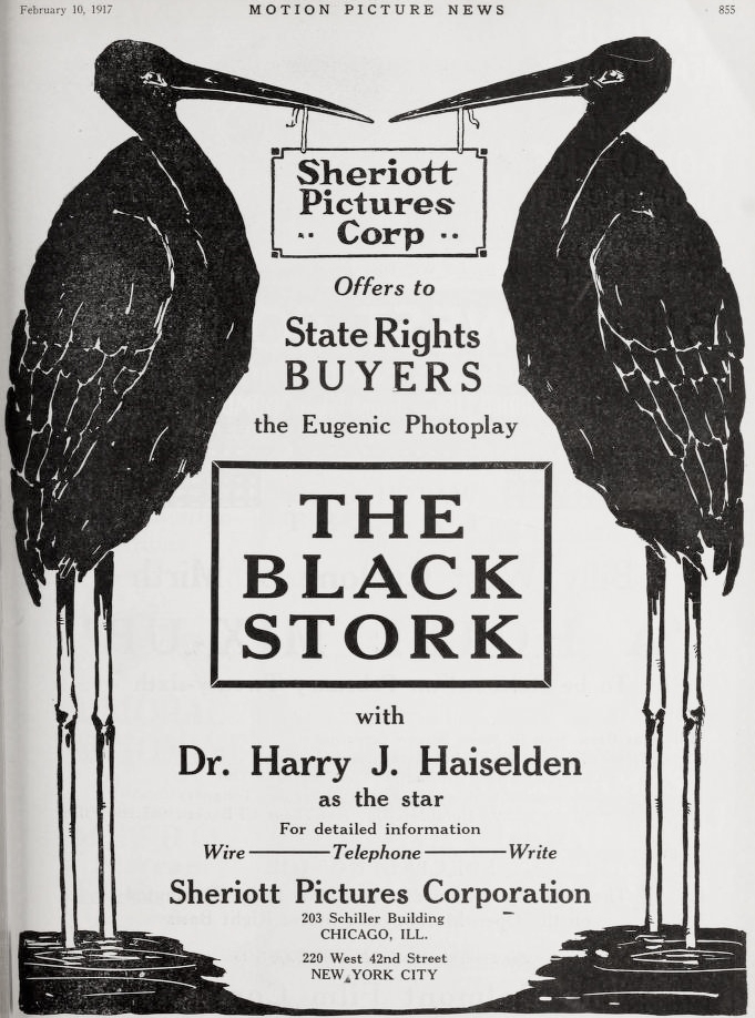 The Black Stork